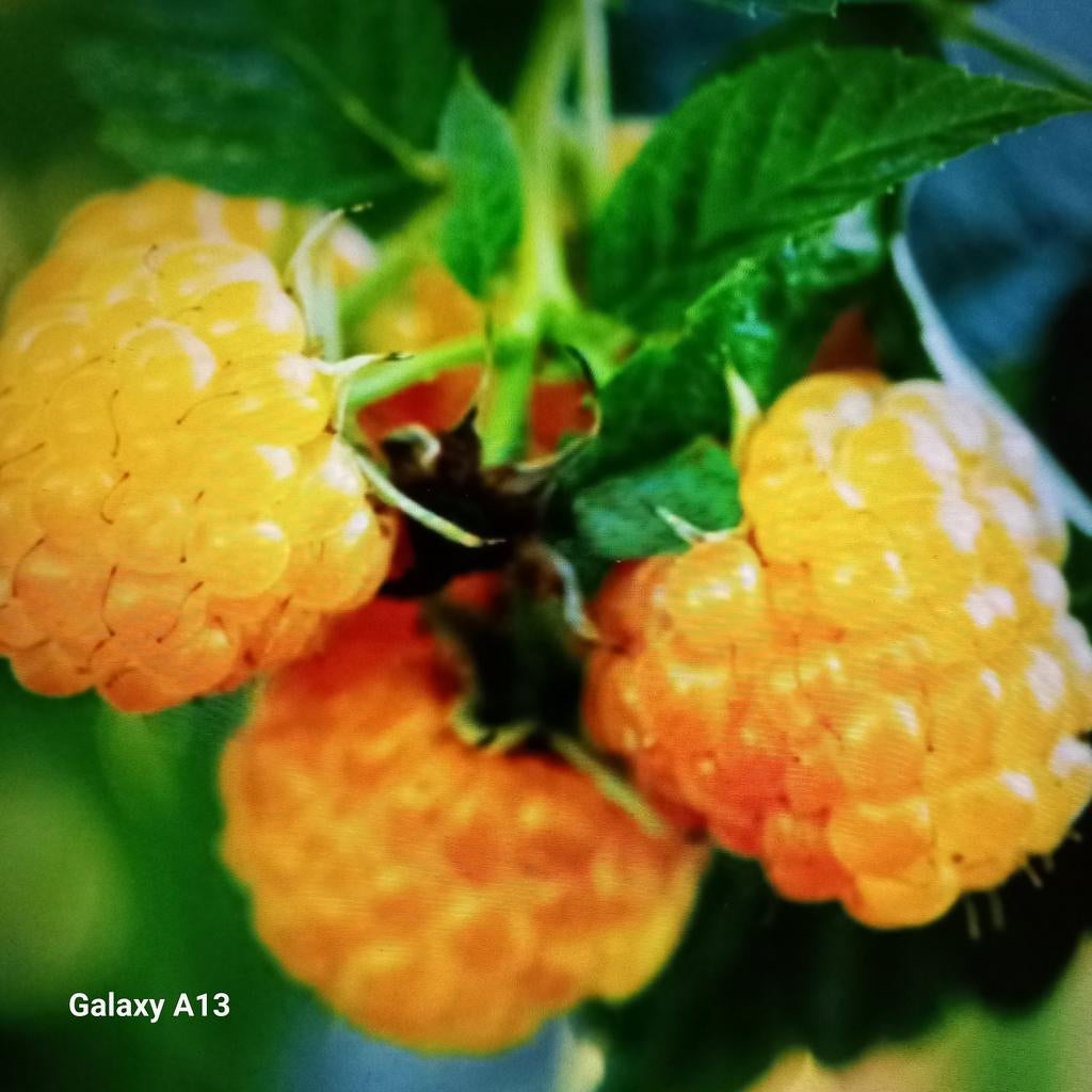Gele onbespoten frambozen Planten - Fruit voor uw Tuin, Volle zon, Vaste plant, Ophalen of Verzenden, Zomer