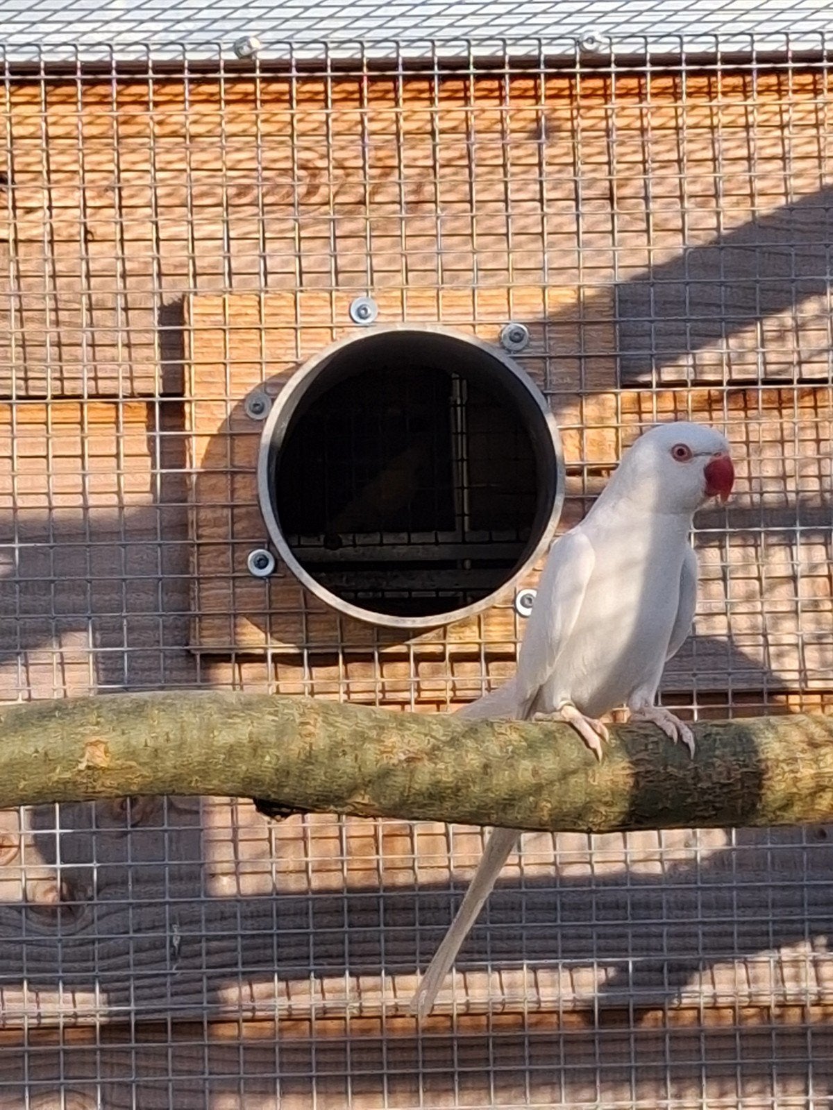 halsbandparkiet / halsband parkiet albino bleekstaart man, Dieren en Toebehoren, Mannelijk, Parkiet