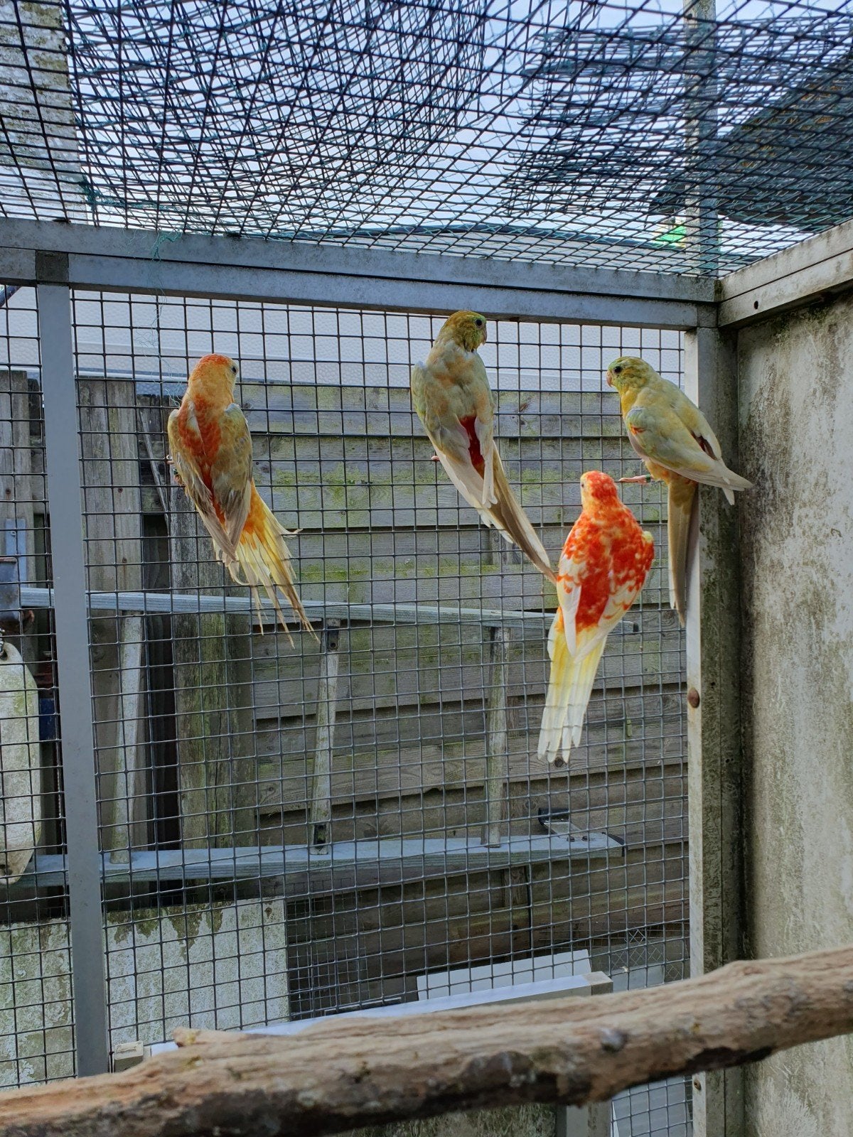 roodruggen, Dieren en Toebehoren, Vogels | Parkieten en Papegaaien, Mannelijk, Parkiet