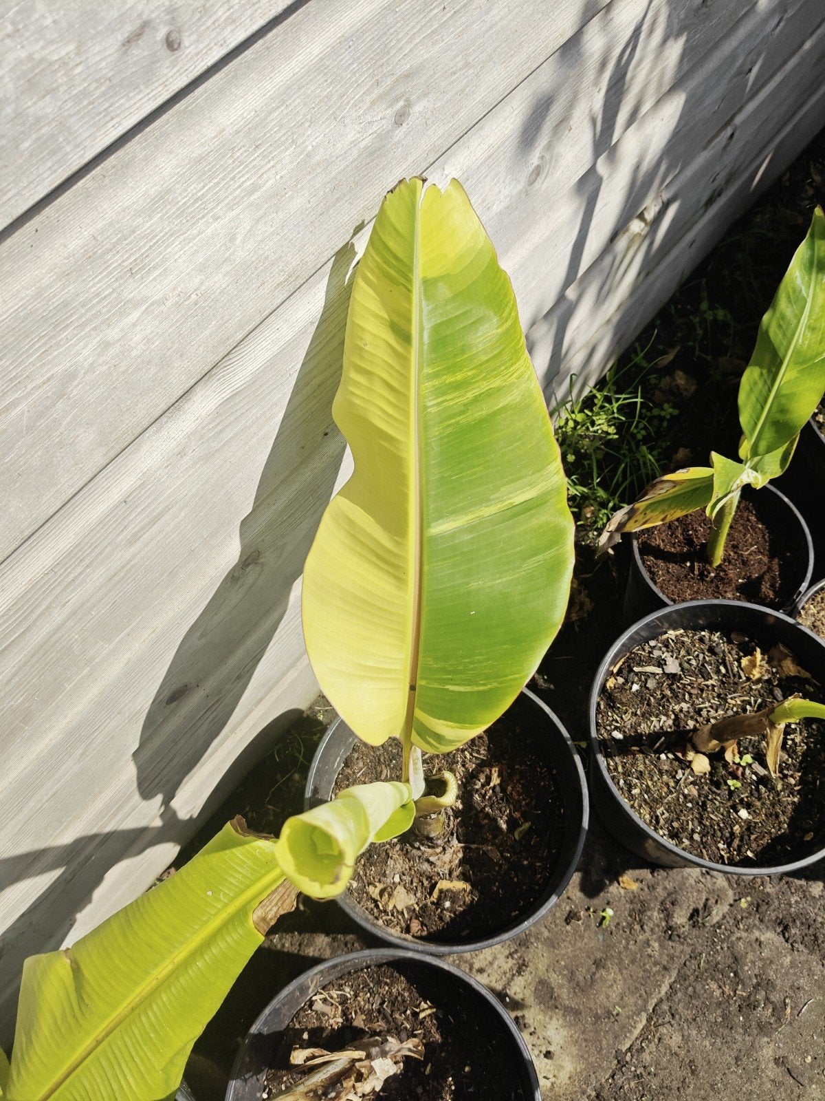 Musa namwa khom, Overige soorten, Volle zon, Vaste plant, Ophalen of Verzenden