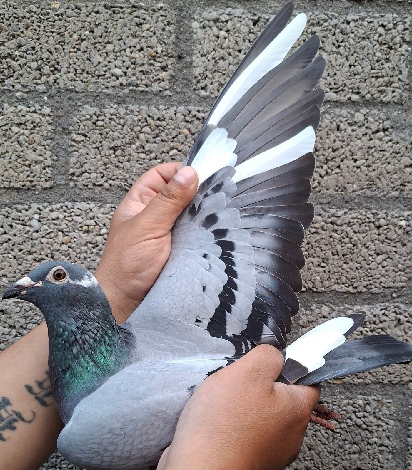Postduif BEST "KITTEL"/"NEW KITTEL", Dieren en Toebehoren, Vogels | Duiven, Vrouwelijk, Postduif