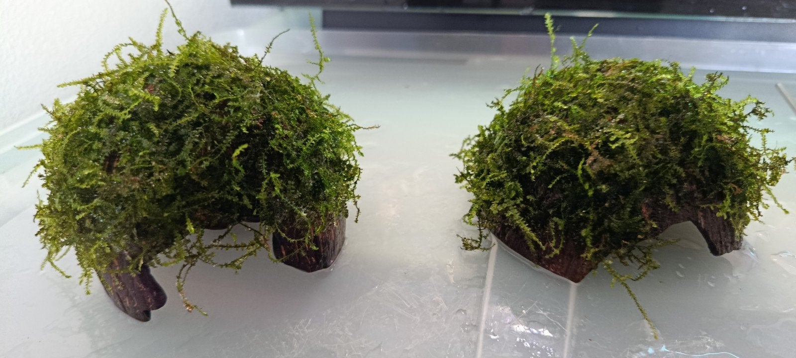 kokosnoot met mos, Dieren en Toebehoren, Ophalen, Inclusief planten, Nieuw, Plant(en), Steen of Hout