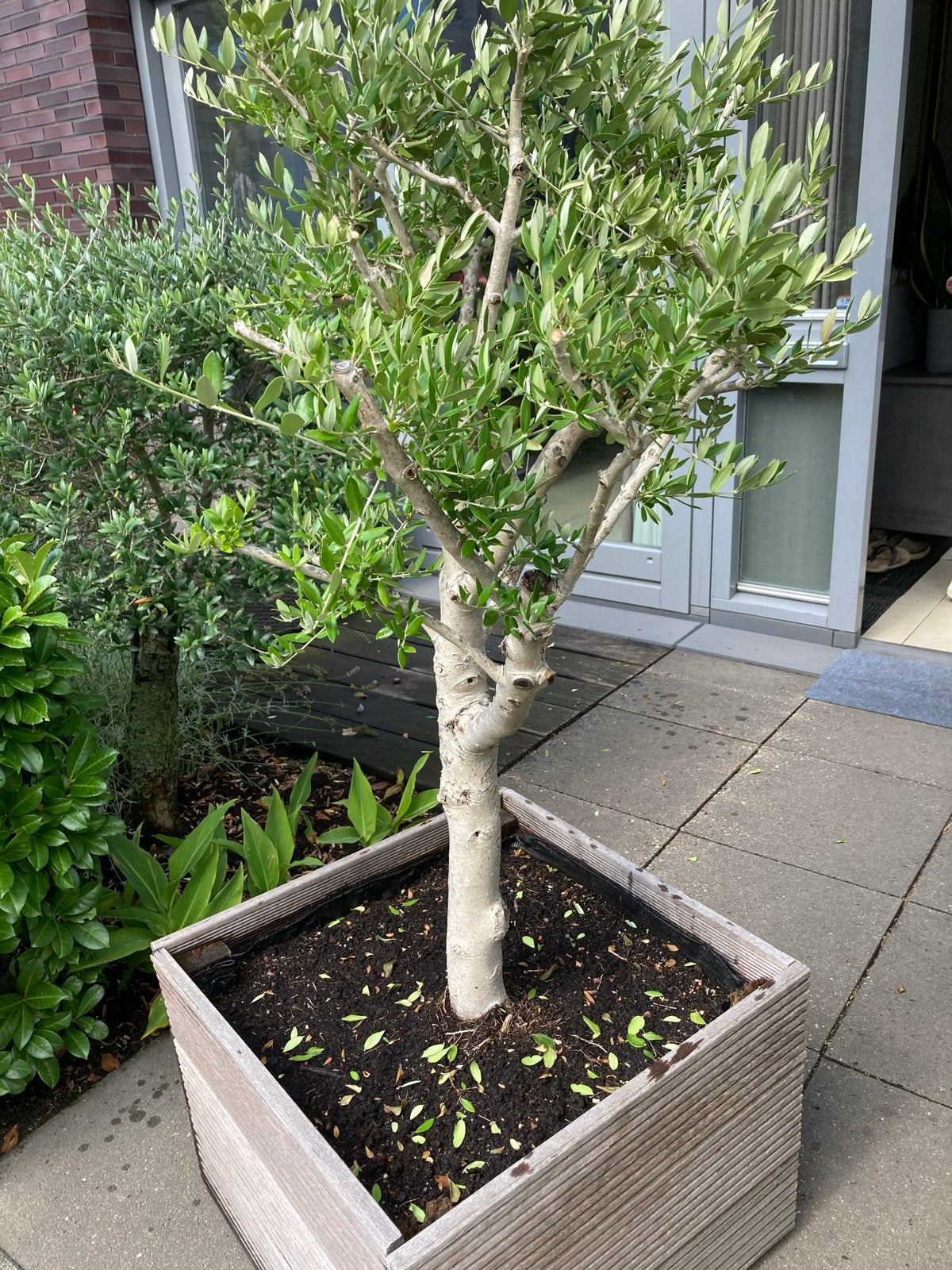 Prachtige Olijfboom in Pot - Mediterrane Sfeer, Ophalen of Verzenden, 100 tot 250 cm, Olijfboom, Zomer
