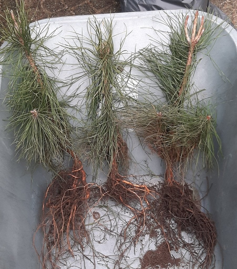 Grove den wortelgoed Pinus sylvestris 30/40 tot 60cm+, Tuin en Terras, Bloeit niet, Overige soorten, Minder dan 100 cm, Ophalen