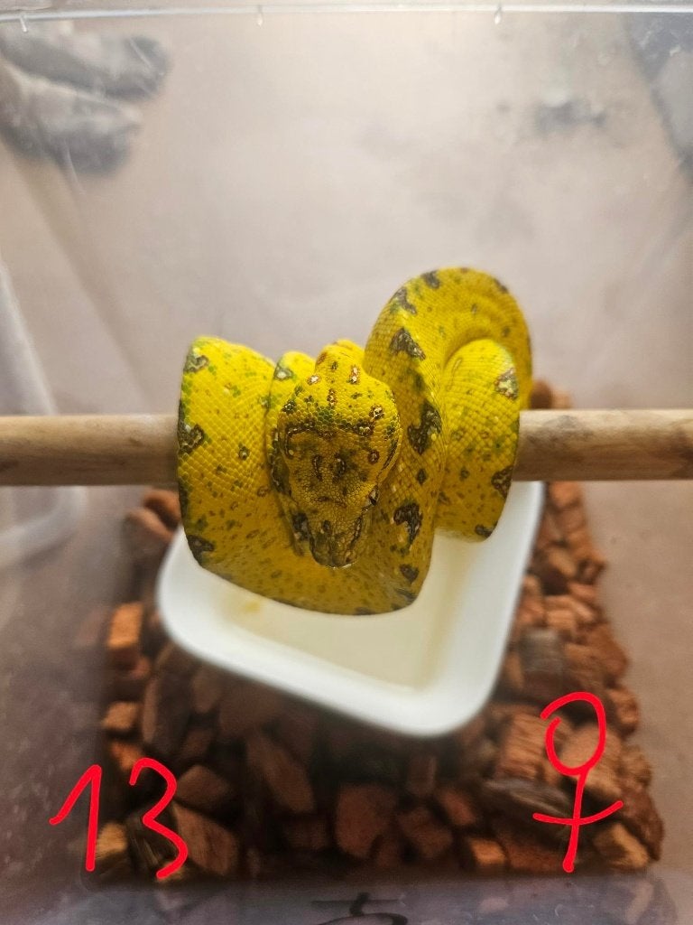 reservationreservation Snakeday Morelia viridis biak 2024 Green Tree Python photo 5
