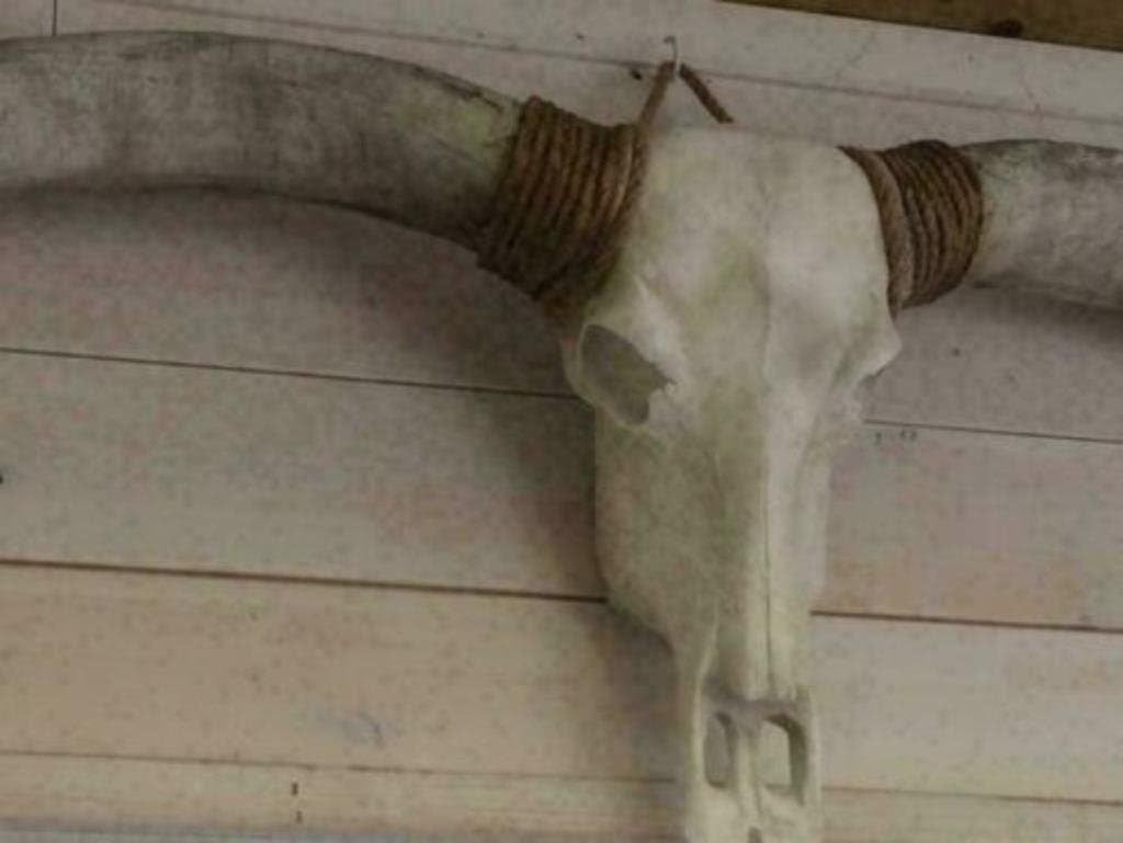 Foto 14 van Buffelschedels , Skulls , Longhorn , hoorns , bison schedels
