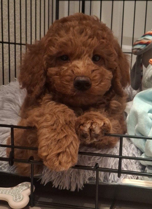 Mini doodle (labradoodle x dwergpoedel), Ophalen