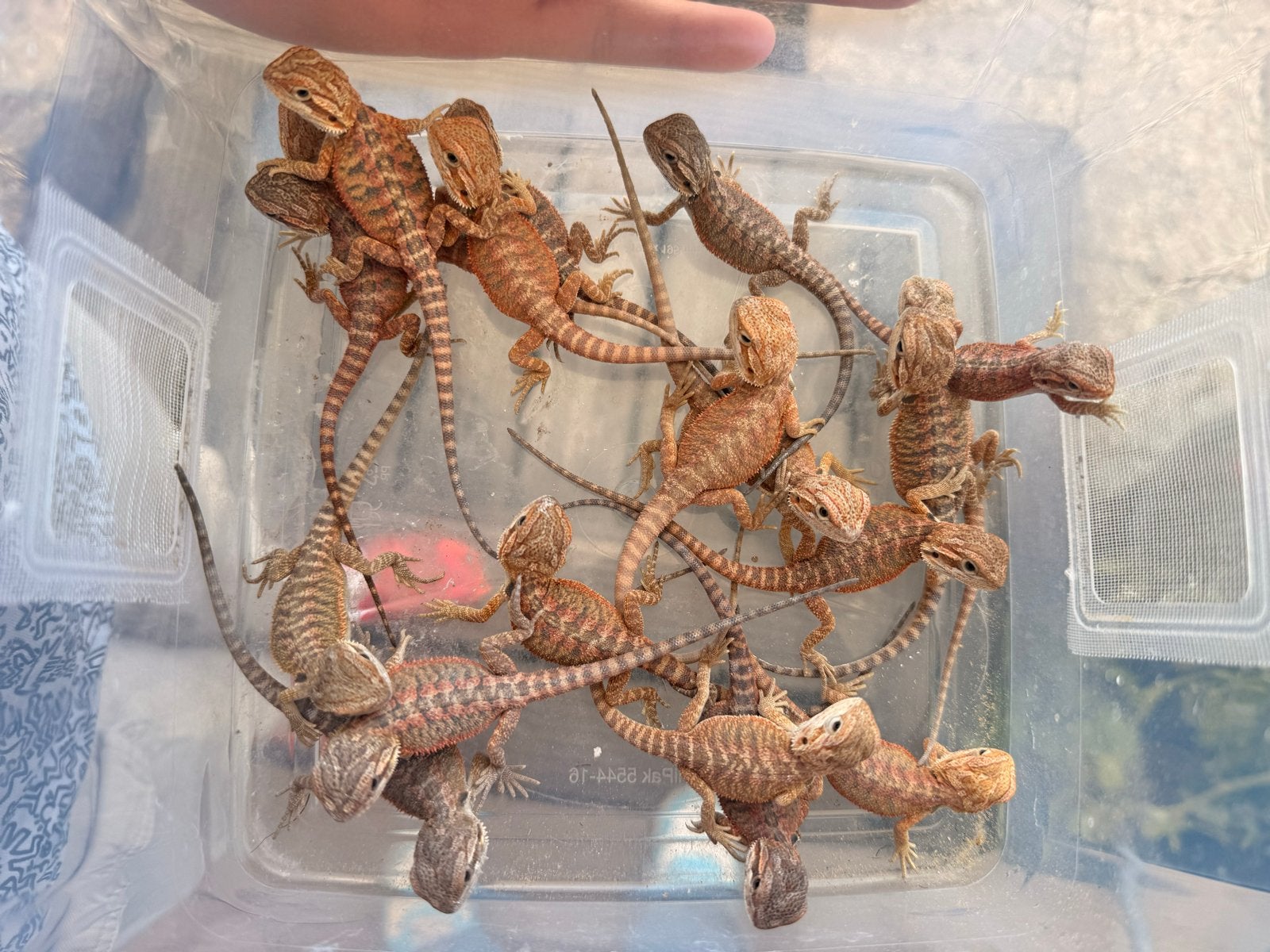 Baby baardagaam Bearded Dragon photo 3