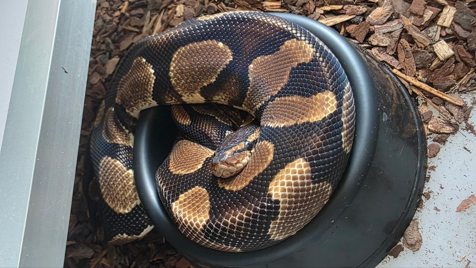 Koningspython YB vrouw Ball Python - female for sale from E. Heuperman