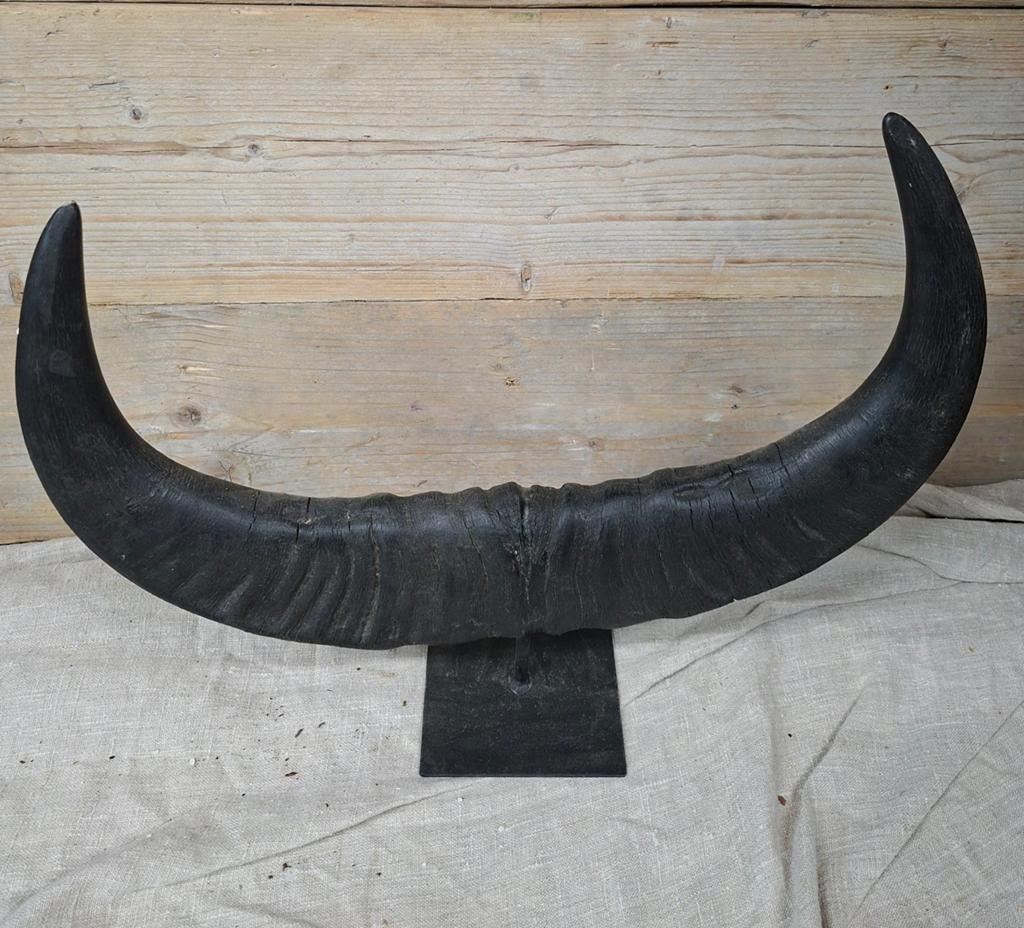 Decoratieve Buffelhoorn op Standaard - Uniek Stuk, Ophalen of Verzenden