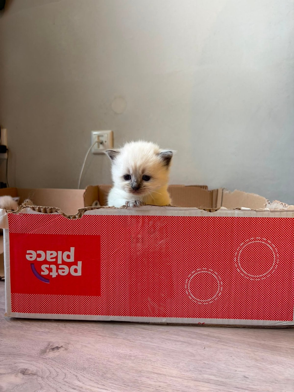 Prachtige Ragdoll x Siberische kittens, Dieren en Toebehoren, Meerdere dieren
