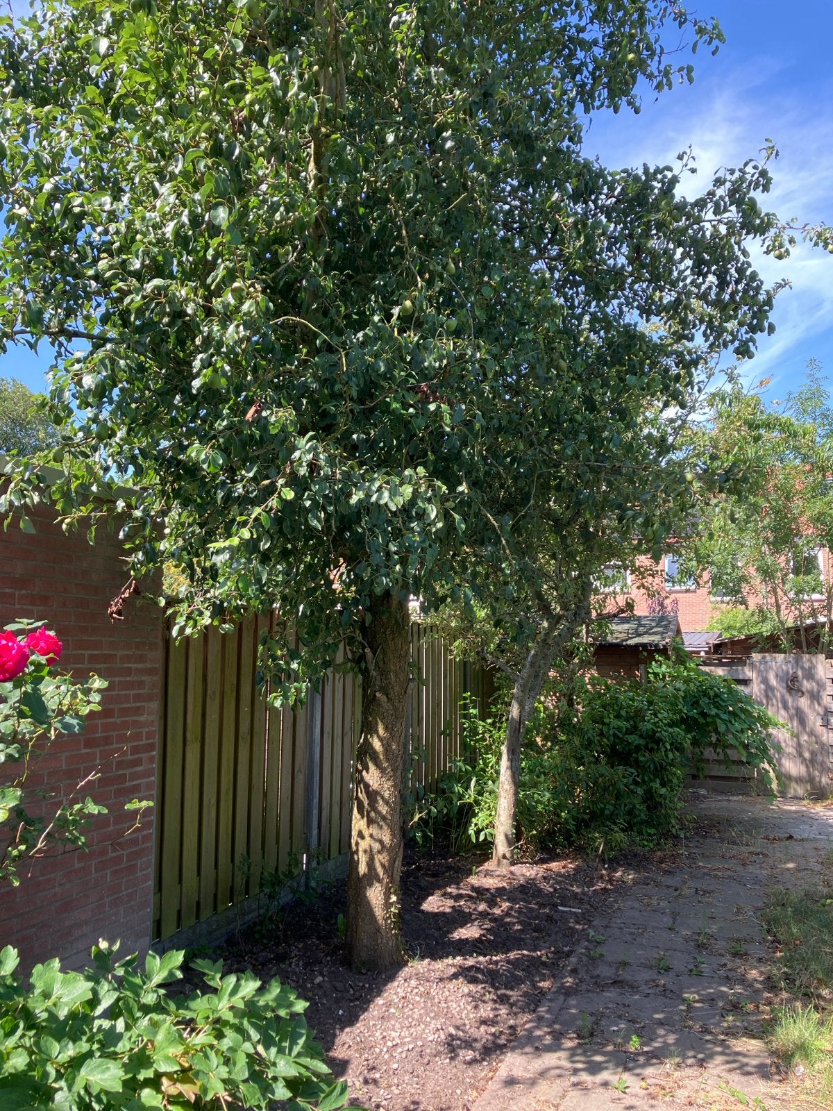 Grote perenboom, Overige soorten, Lente, 400 cm of meer, Ophalen