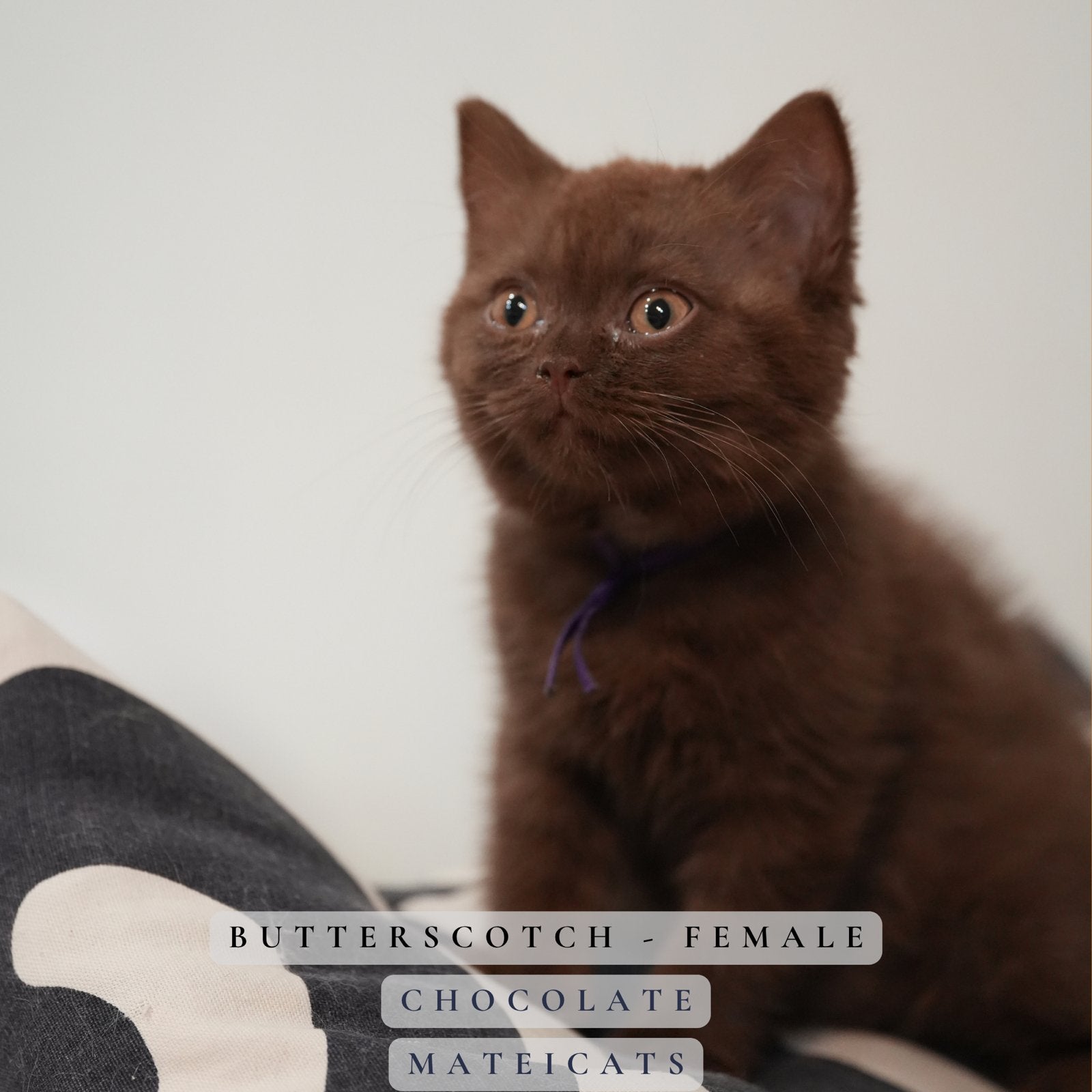 British Shorthair Cinnamon + Chocolate, Meerdere dieren, Met stamboom, 0 tot 2 jaar