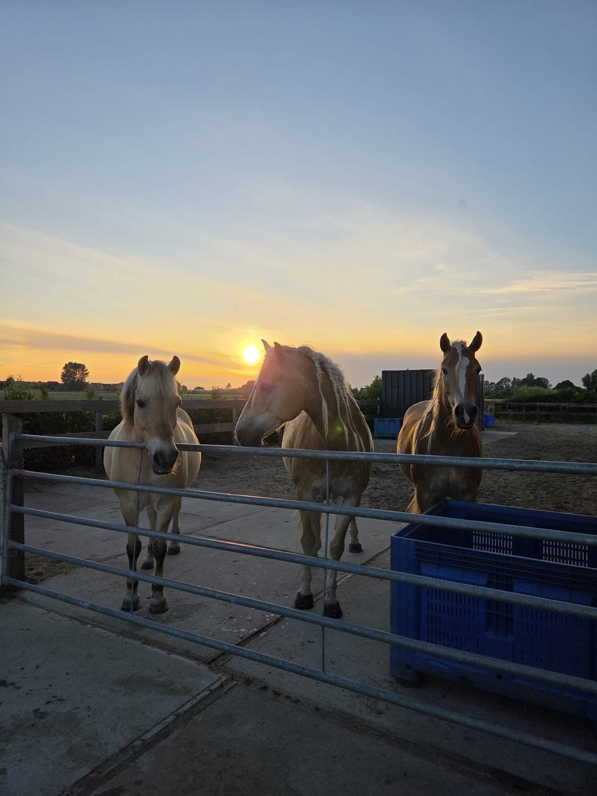 Aangeboden voor pony, 24/7 buiten met goede faciliteiten., Dieren en Toebehoren, Weidegang