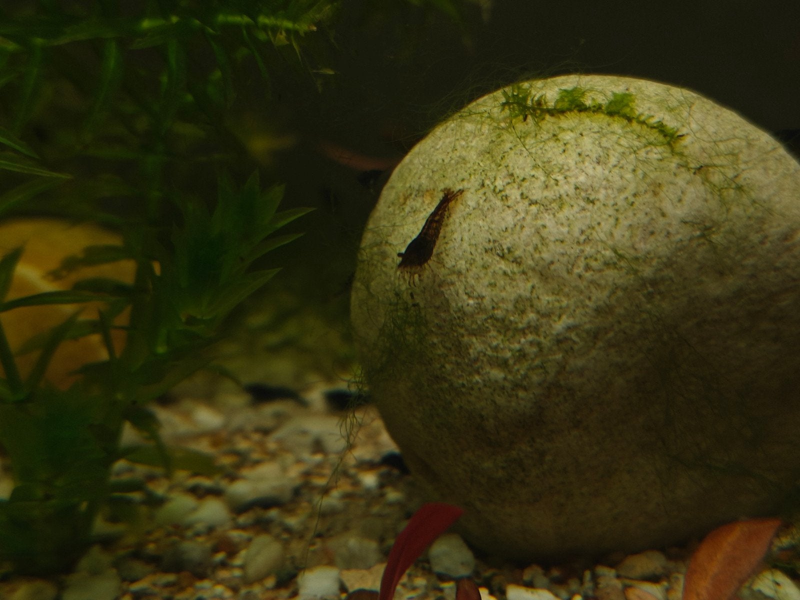 Garnalen Mix, Kreeft, Krab of Garnaal, Schoolvis