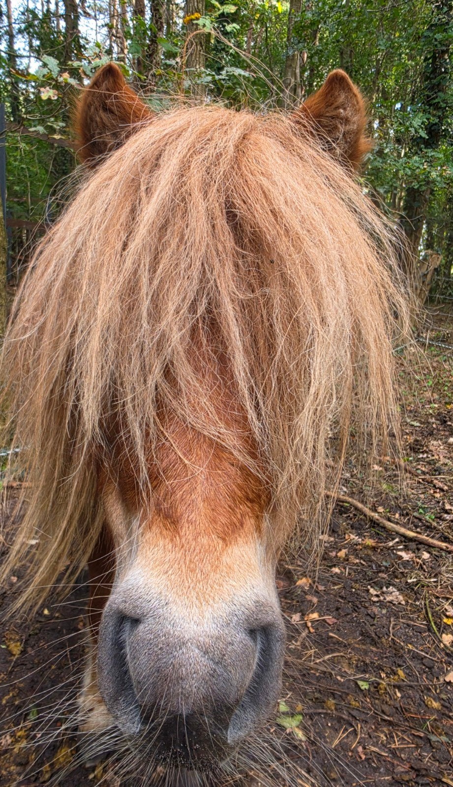 Shetlander, Dieren en Toebehoren, Met stamboom, Hengst, A pony (tot 1.17m), 3 tot 6 jaar