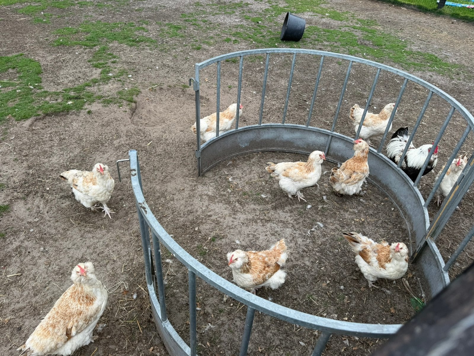 Faverolle toom 1 jarige, Meerdere dieren, Kip