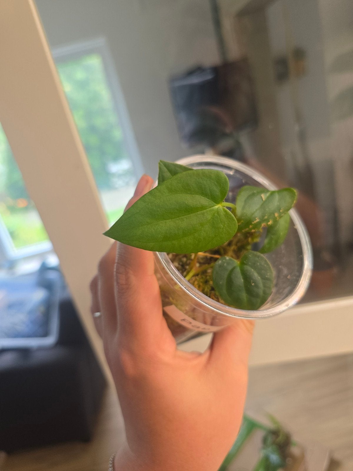 Anthurium pap indo x pap blue, Huis en Inrichting, Kamerplanten, Ophalen of Verzenden, Minder dan 100 cm