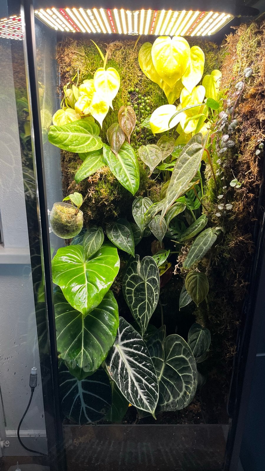 Greenhouse cabinet, Gebruikt, Kweekkas, Glas, Ophalen