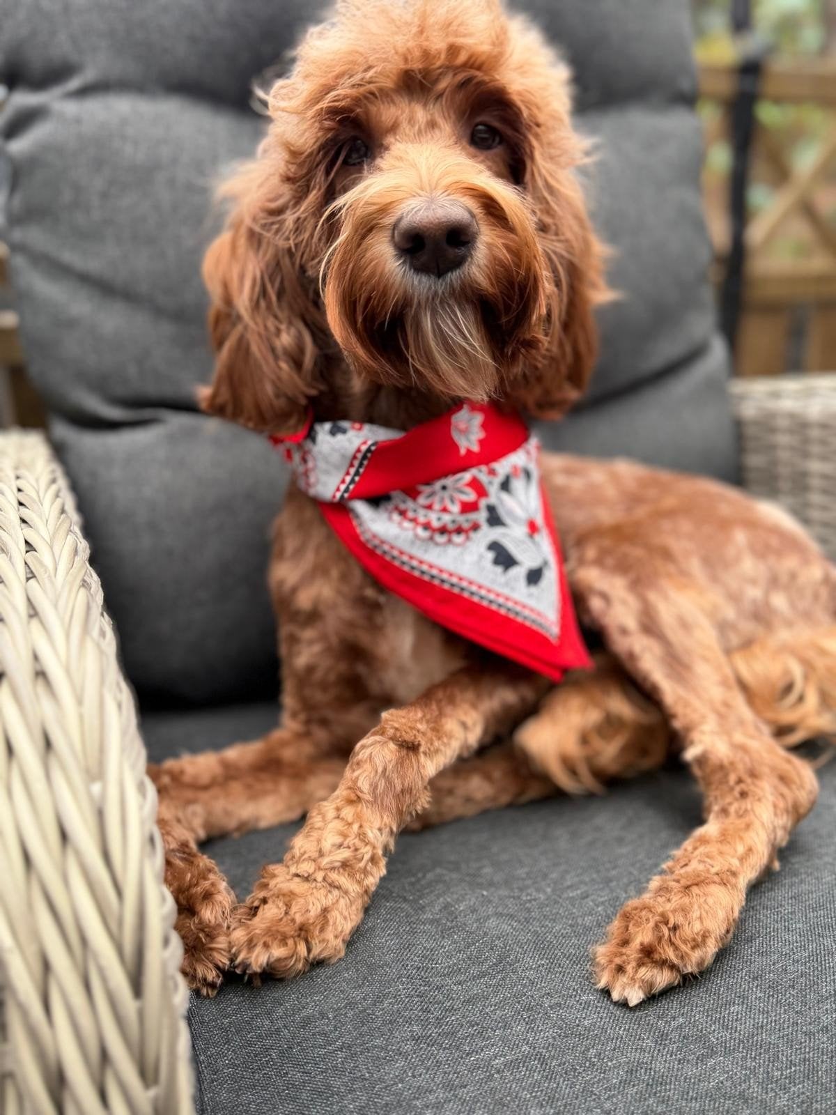 Australian labradoodle teefje zoekt gastgezin, Dieren en Toebehoren, Overige rassen, 1 tot 2 jaar, Teef, Eén hond