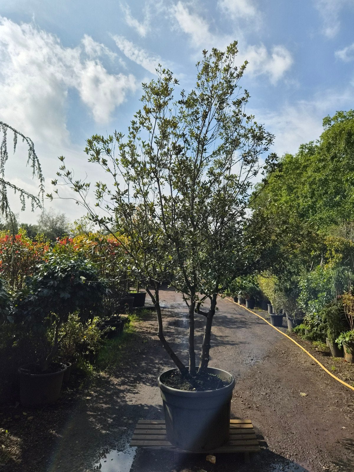 Meerstammige Quercus Ilex - Groenblijvende Eik, Ophalen