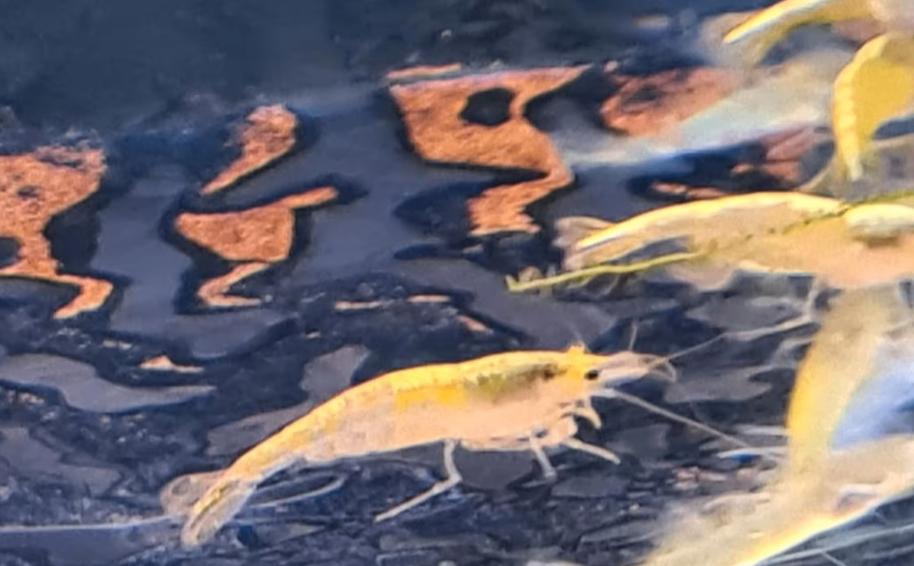 Neocaridina Yellow Goldline Garnaal - Koidreams Valburg, Kreeft, Krab of Garnaal, Zoetwatervis