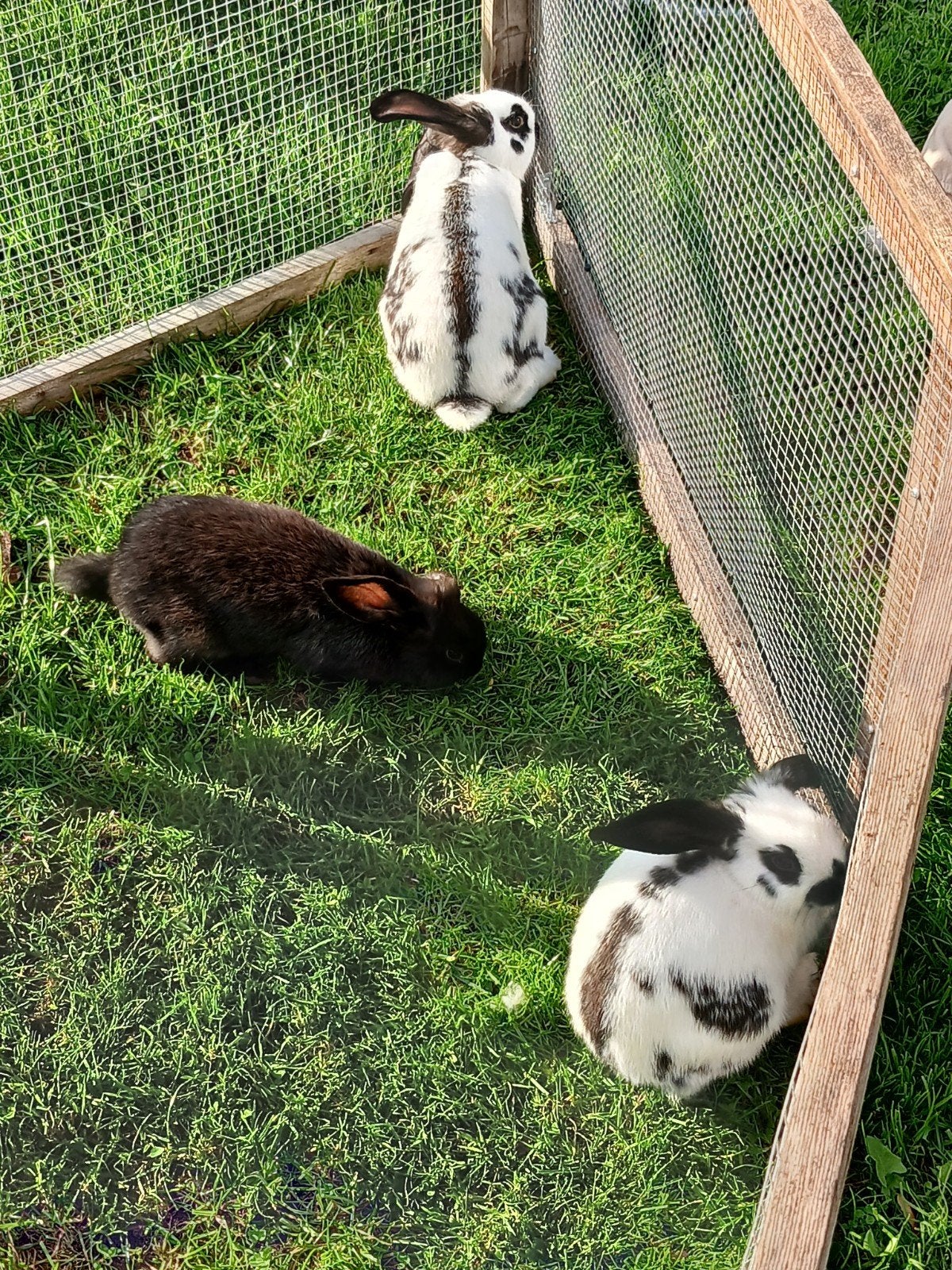 lotharinger konijnen(groot), Dieren en Toebehoren, Meerdere dieren, Groot, 0 tot 2 jaar