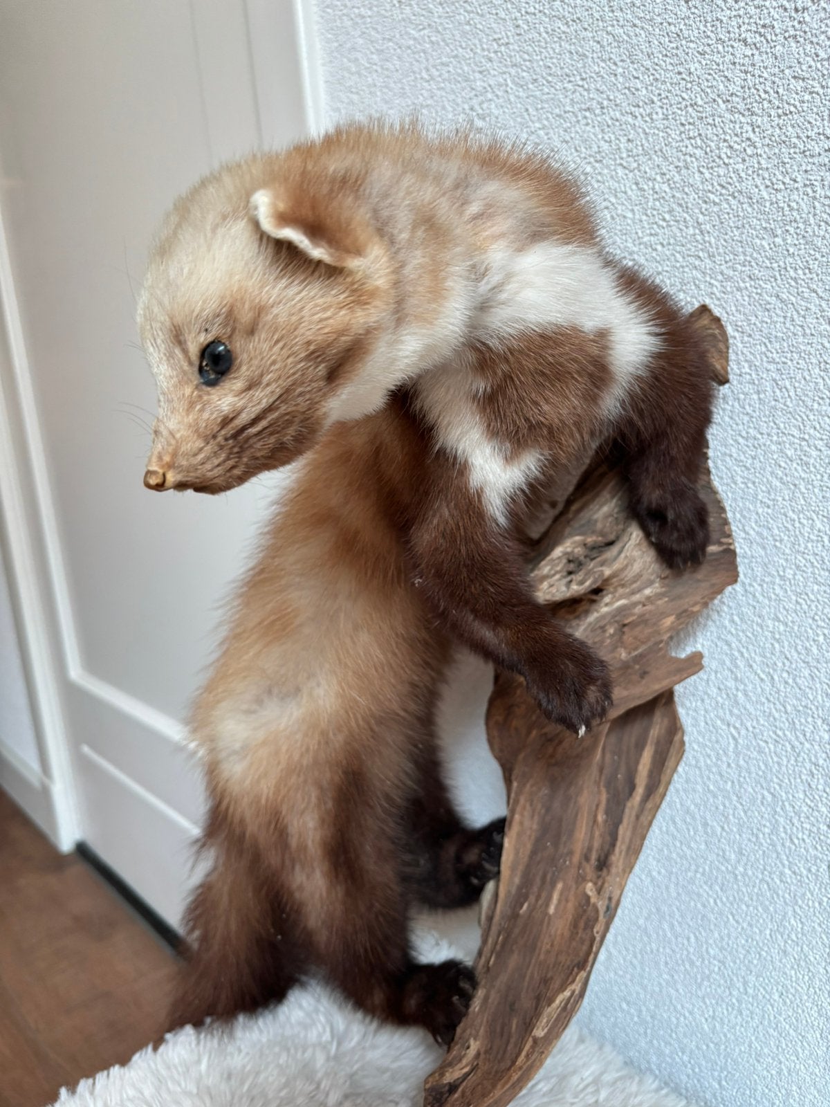 Opgezette marter op stam 54 cm, Ophalen of Verzenden, Zo goed als nieuw, Vogel, Opgezet dier