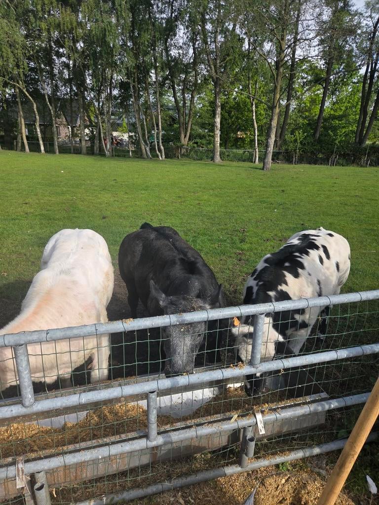 Mooi dikbil pinkjes, Dieren en Toebehoren, Runderen, Vrouwelijk, 0 tot 2 jaar