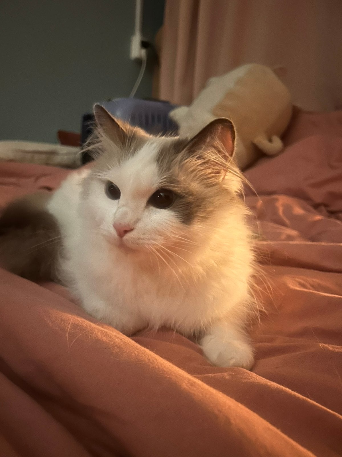 Lief thuis gezocht voor Noodles ️, Poes