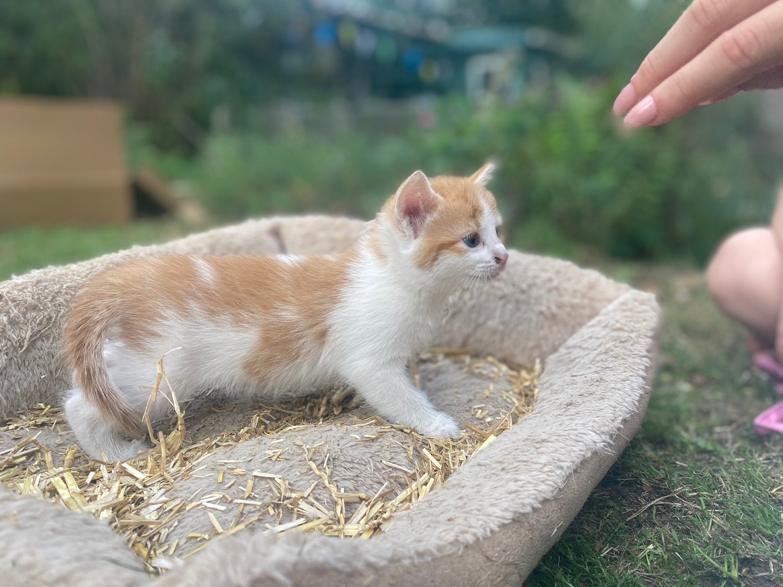 Oranje Kitten- poes!, Poes, Kortharig, 0 tot 2 jaar