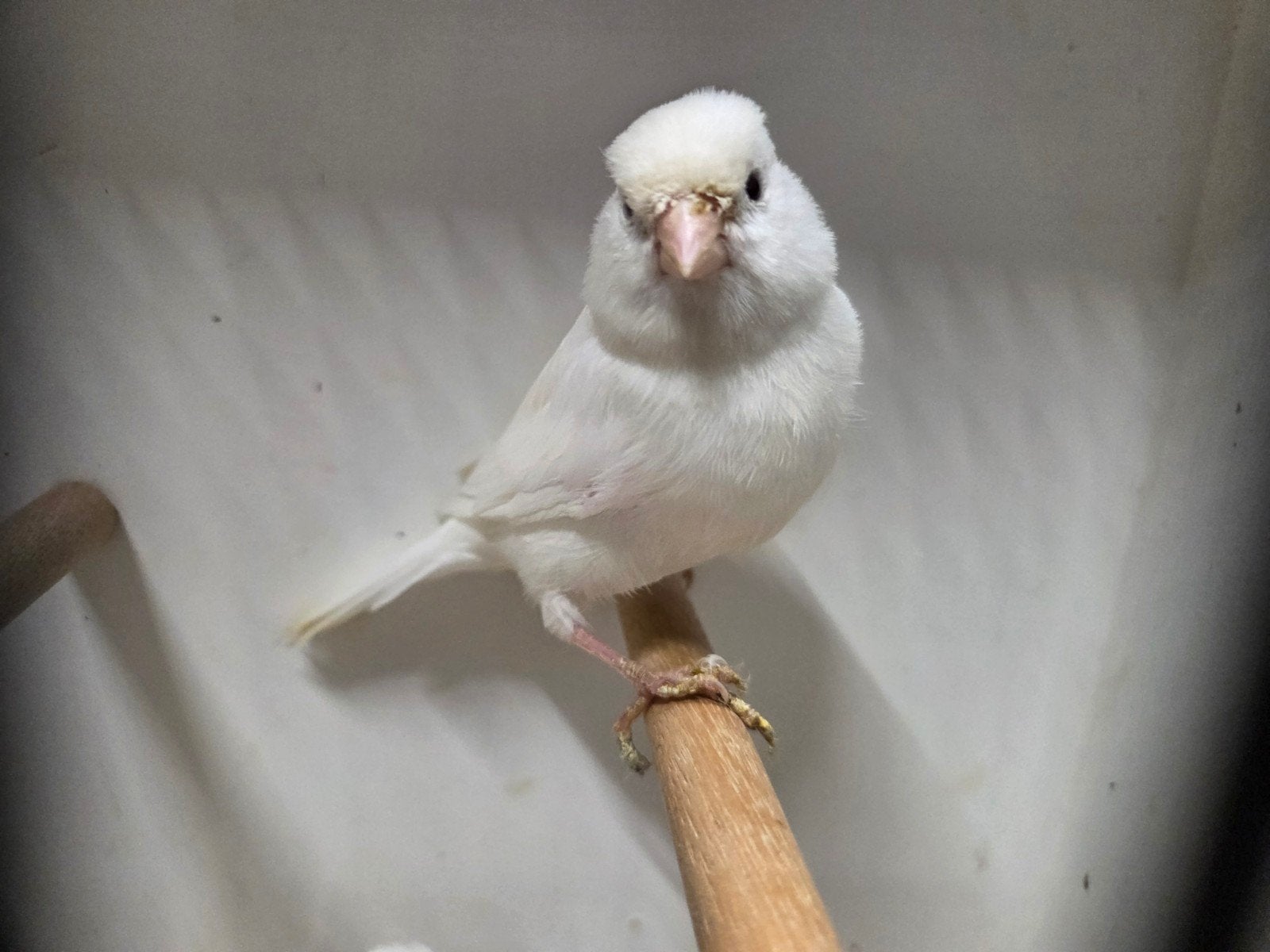 2 Witte kanarie poppen, Dieren en Toebehoren, Vogels | Overige Vogels, Vrouwelijk, Geringd