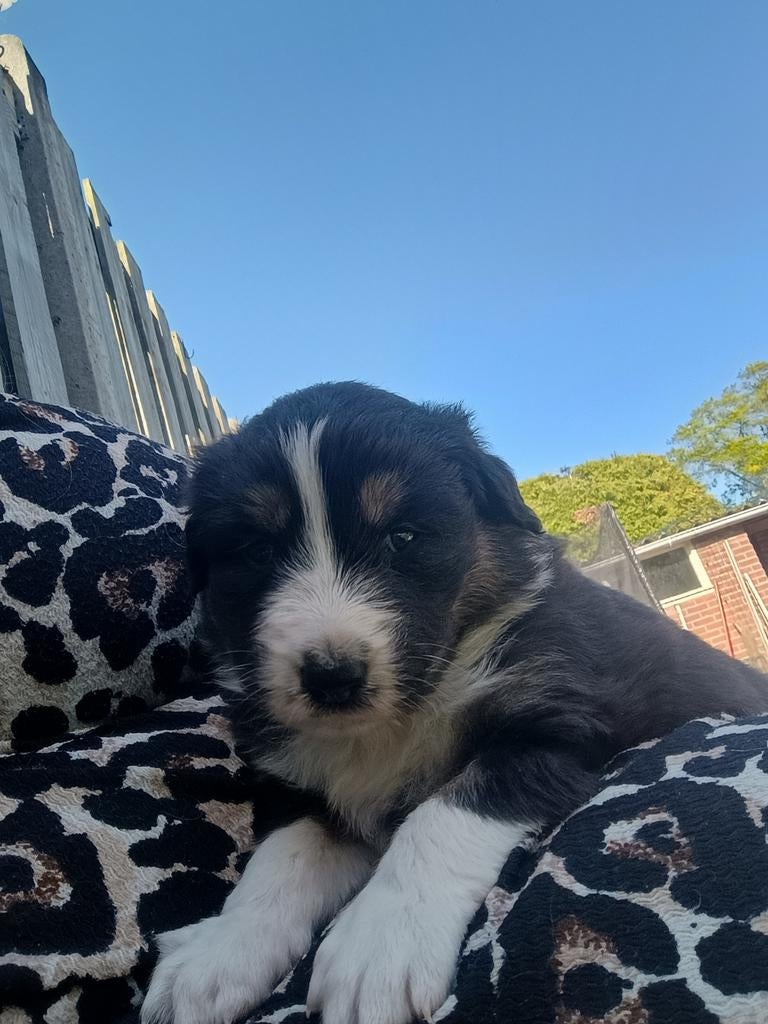 Raszuivere Australian Shepherd Pup, Reu, 8 tot 15 weken, Meerdere, Herder