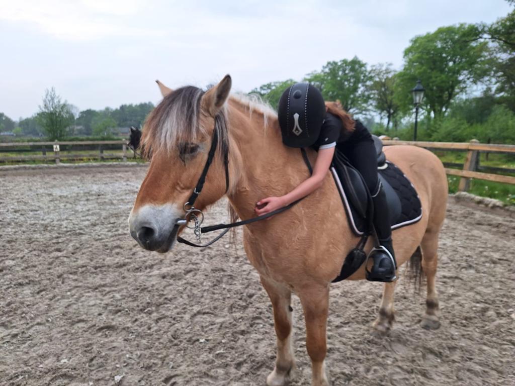 Verzorgpony GEZOCHT!, Dieren en Toebehoren, Ophalen of Verzenden, Nieuw