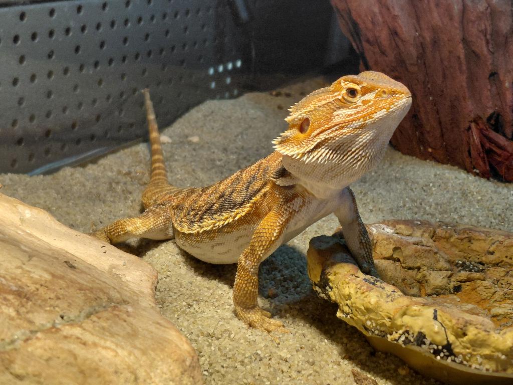 Pogona vitticeps Bearded Dragon - unknown for sale from Aquadeco