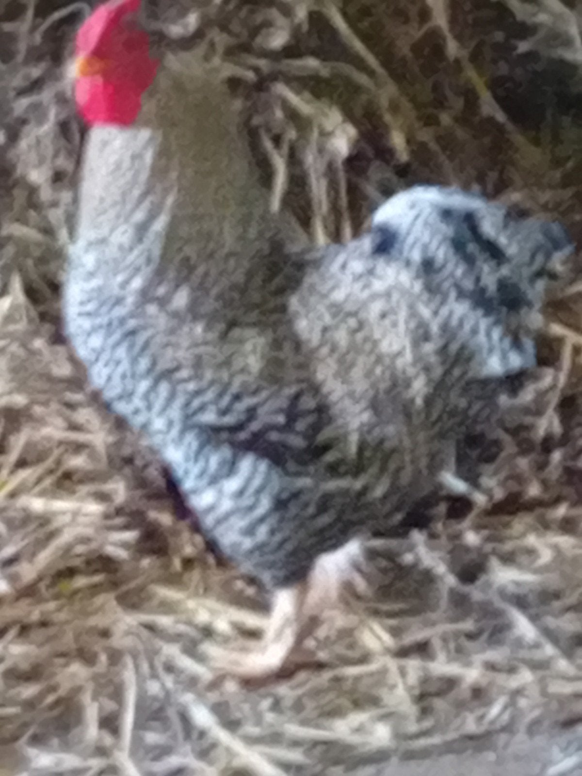 Haan, Dieren en Toebehoren