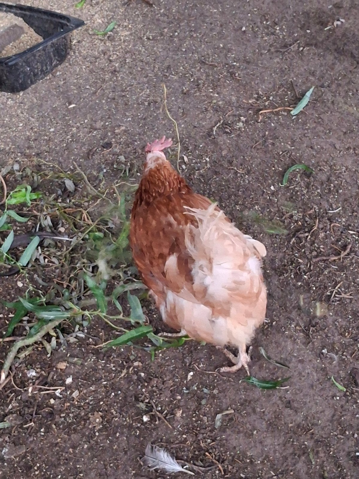 Grote brahma haan + 2 bruine leghennen, Dieren en Toebehoren, Pluimvee, Meerdere dieren, Kip