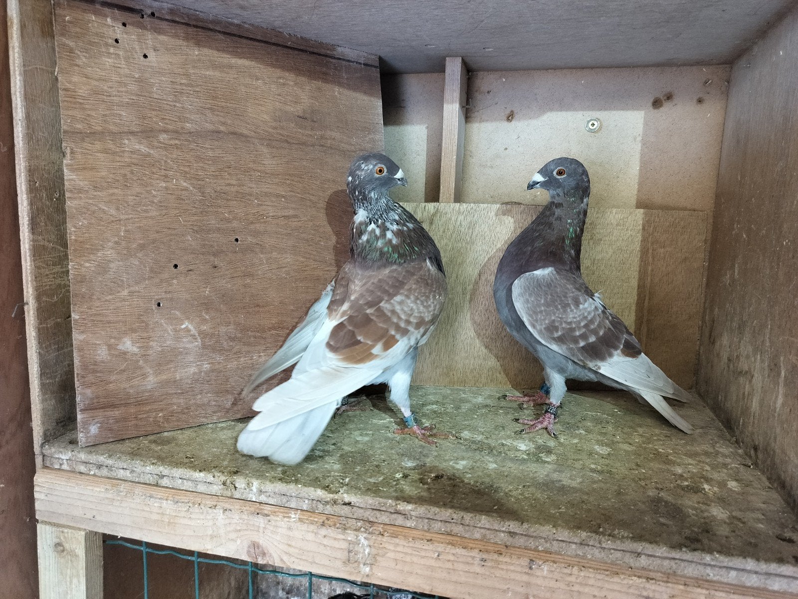 kroppers, Dieren en Toebehoren, Meerdere dieren, Kropper