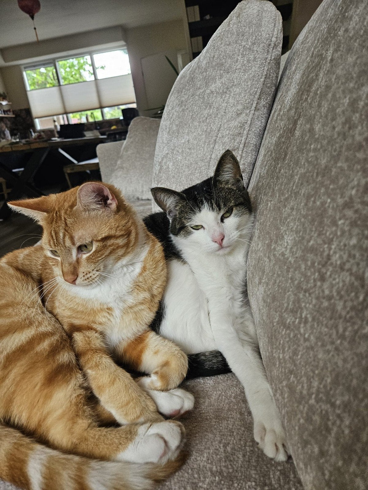 Twee lieve katten zoeken warm huisje, Meerdere dieren, Kortharig, 3 tot 5 jaar