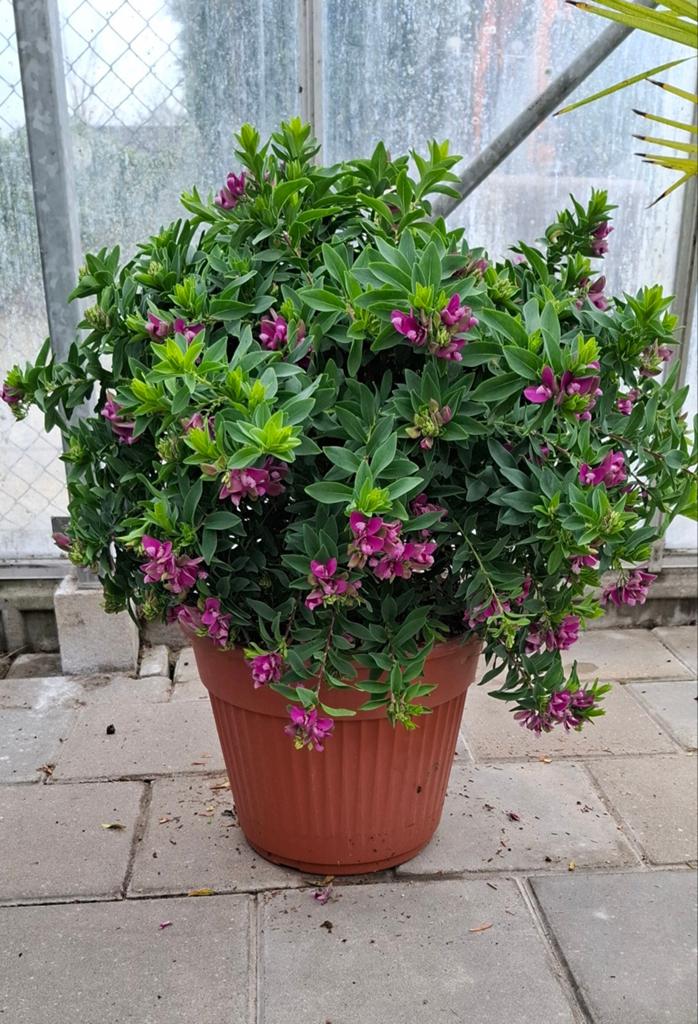 Polygala myrtifolia vleugeltjes bloem, Tuin en Terras, Planten | Tuinplanten, Ophalen, Overige soorten, Volle zon