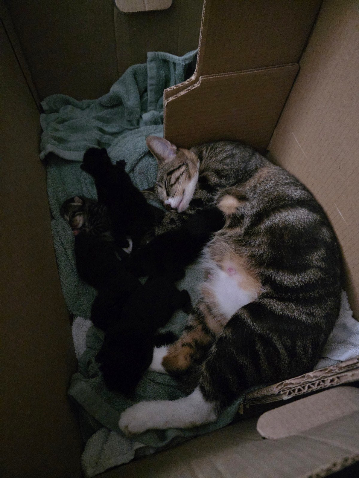 Kittens zoeken huisje, Meerdere dieren, Kortharig, 0 tot 2 jaar