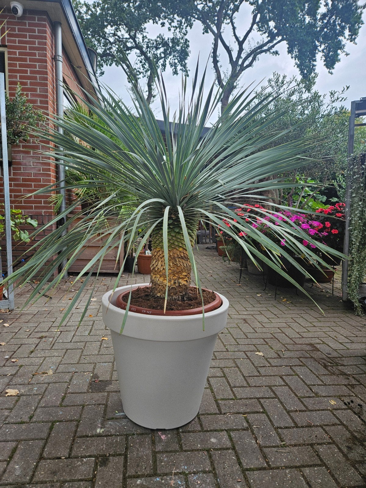 Yucca Rostrata - stamdikte 57cm, sthoogte 40cm hoog, Ophalen of Verzenden, Overige soorten, Volle zon