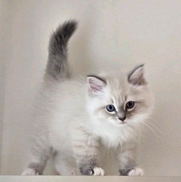 Siberische Neva Masquerade kitten, Kater, Met stamboom, 0 tot 2 jaar
