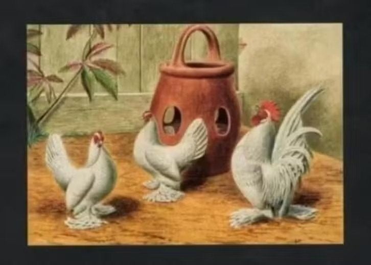 Pluimvee Kippen Sabelpoot Parelblauw Boerderij, Van Gink, Verzamelen, Ansichtkaarten | Dieren, Ophalen of Verzenden, 1980 tot heden