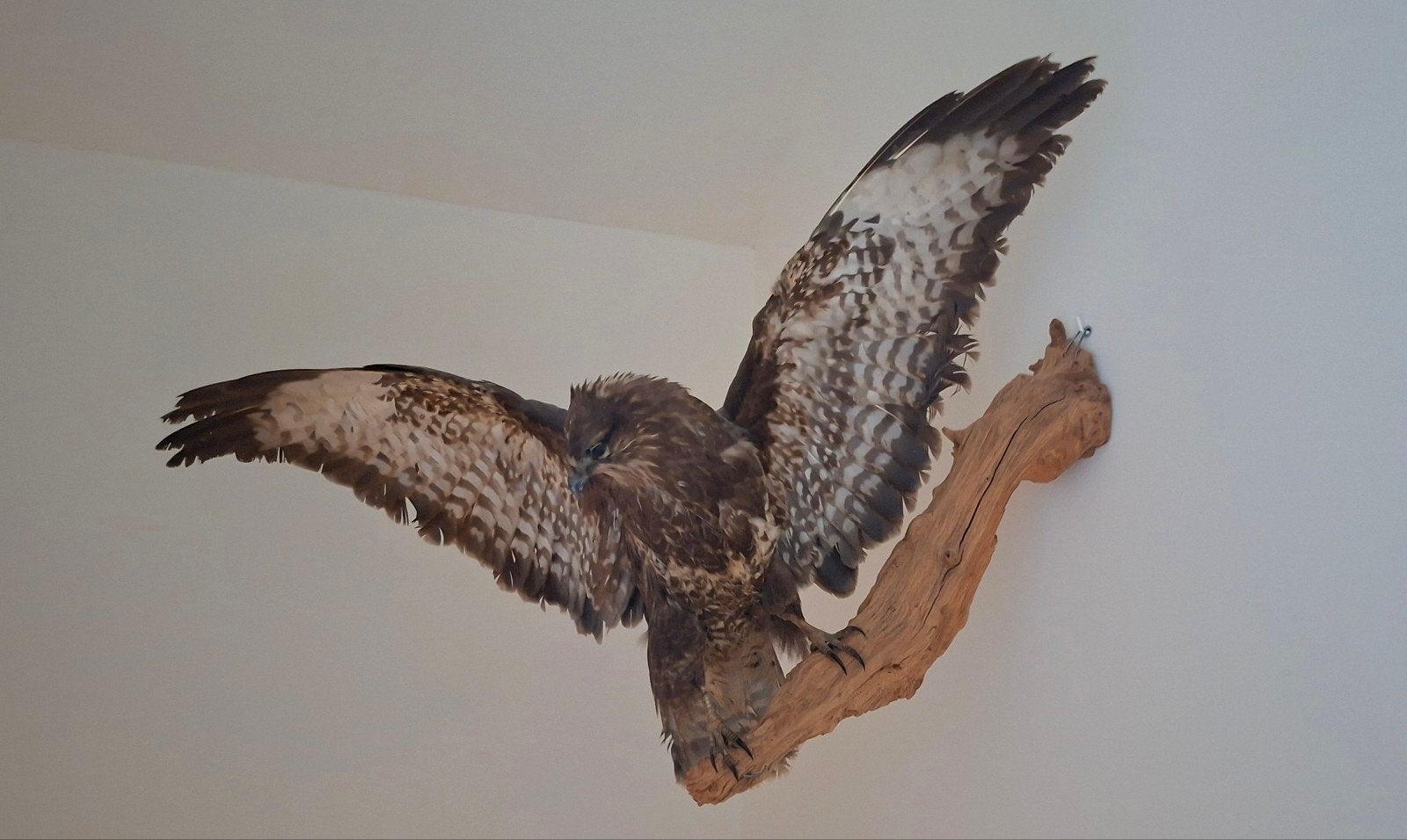 Opgezette Buizerd van Veluws Preparatuur - 80 cm spanwijdte, Ophalen