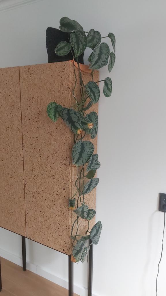 Scindapsus Pictus (Zilverrank) in pot, Ophalen, 100 tot 150 cm, Overige soorten, Halfschaduw
