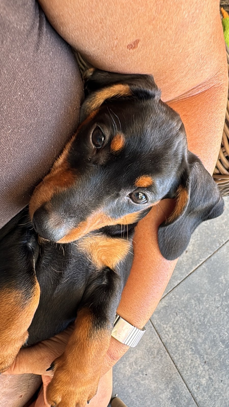 Superknappe dwerg teckel pup black en tan zoekt forever home, Dieren en Toebehoren, Parvo, Reu, 8 tot 15 weken, Korthaar