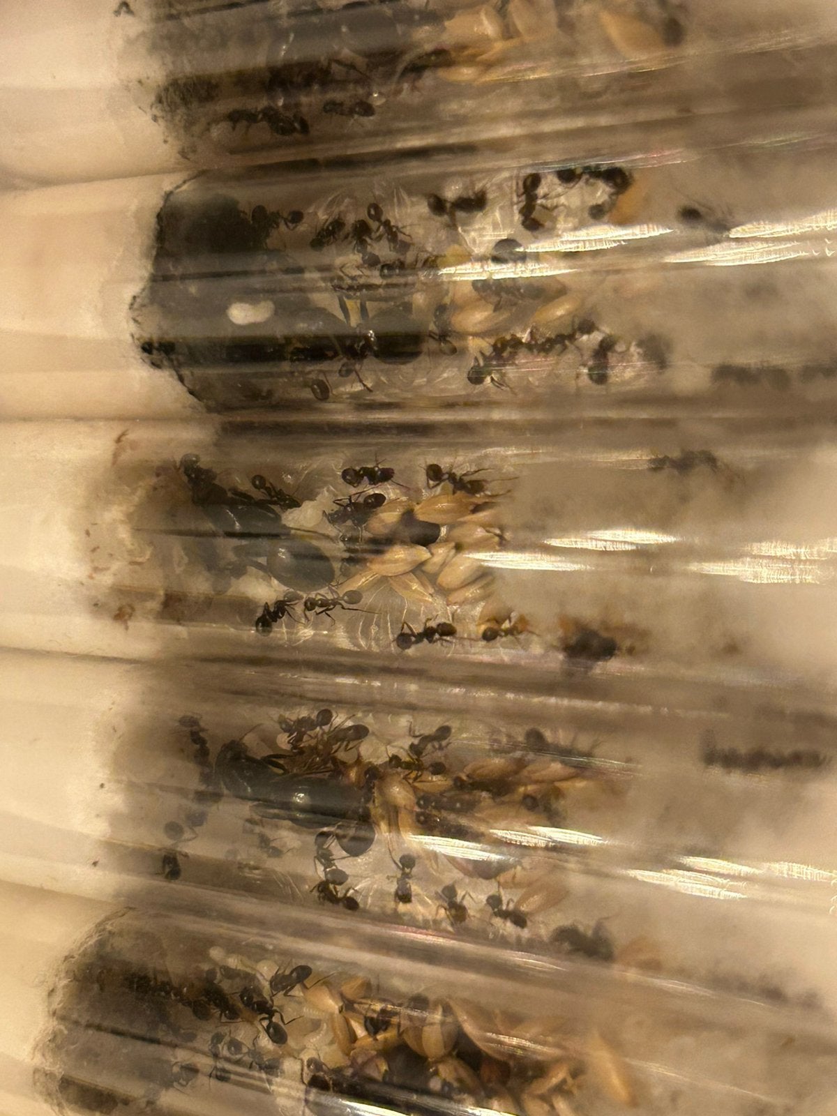 Messor barbarus kolonies te koop / mieren ant kolonie