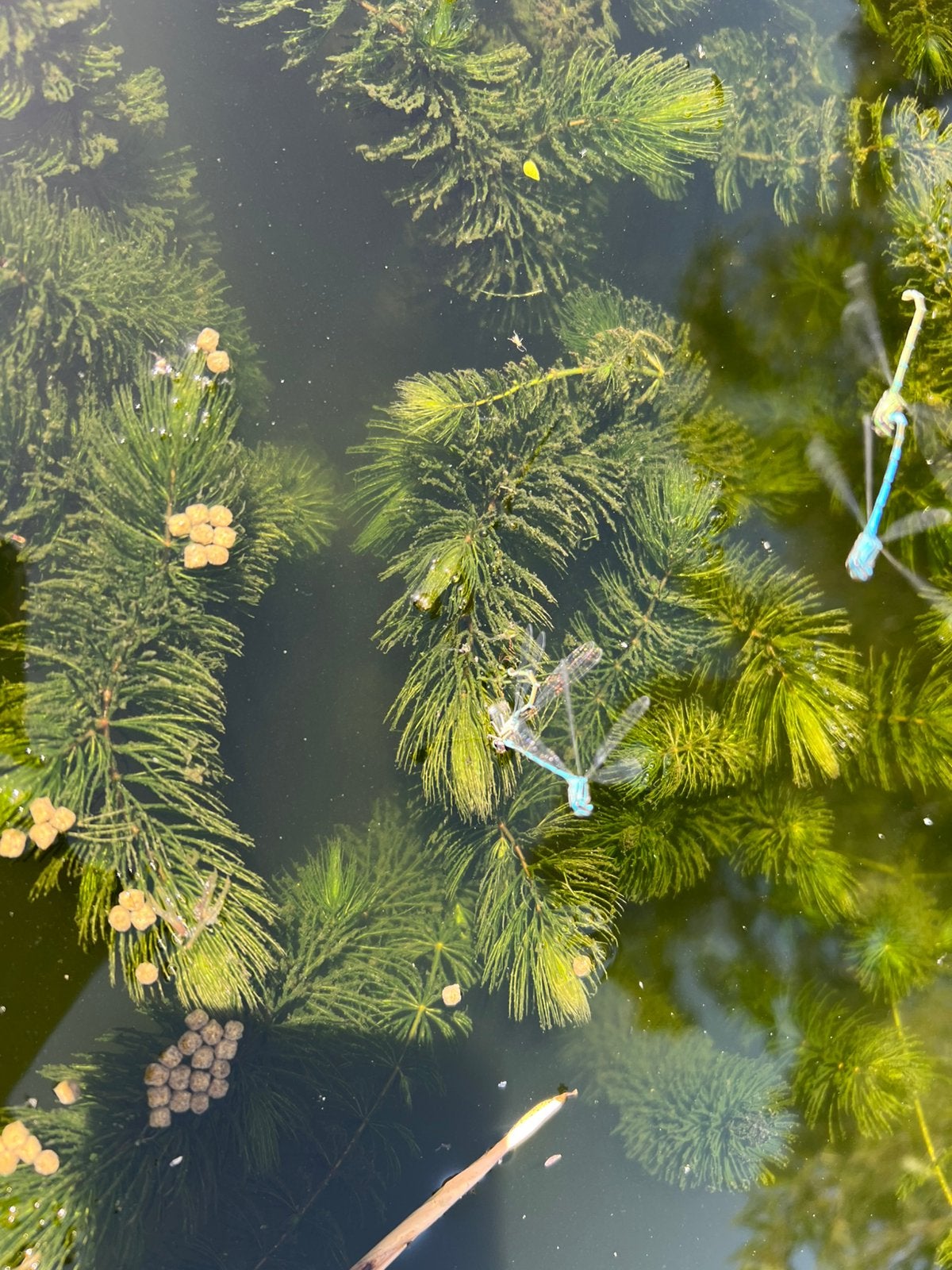 Zuurstof planten vijver nieuwe aanleg filter gezond water, Ophalen of Verzenden, Nieuw