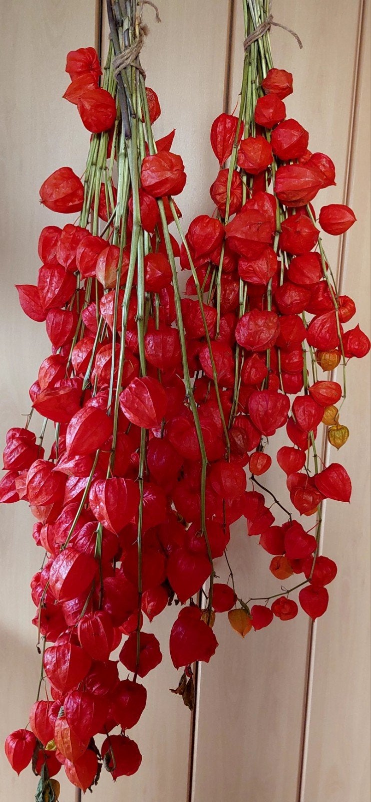 Lampionnetjes / Physalis, Ophalen of Verzenden